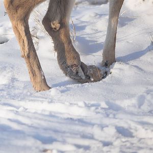 Deer_XB289939_11-28-2019-001