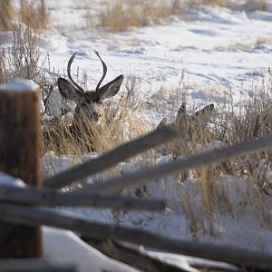 Deer_XB289932_11-28-2019-001