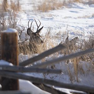Deer_XB289934_11-28-2019-001