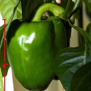 King_arthur_bell_pepper_XB309942_11-30-2019-001a