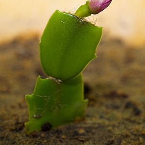 Christmas_cactus_XB309941_11-30-2019-001a