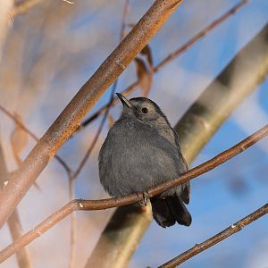 Gray_catbird_XC039957_12-03-2019-001