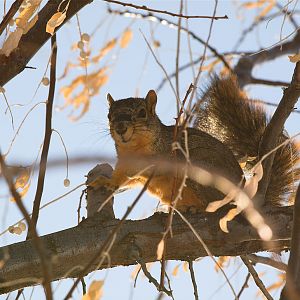 Fox_squirrel_XC039965_12-03-2019-001