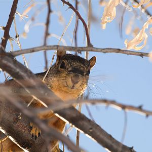 Fox_squirrel_XC039967_12-03-2019-001