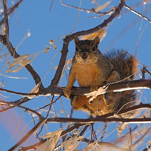 Fox_squirrel_XC039969_12-03-2019-001