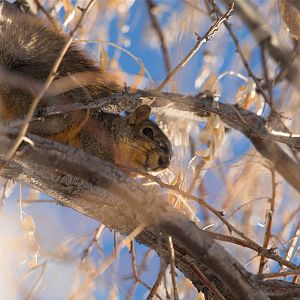 Fox_squirrel_XC039971_12-03-2019-001