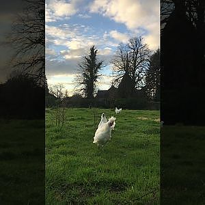 polish silkie cross pullets