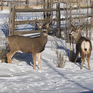 Deer_XC039974_12-03-2019-001