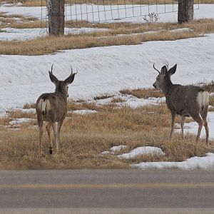 Deer_XC059985_12-05-2019-001