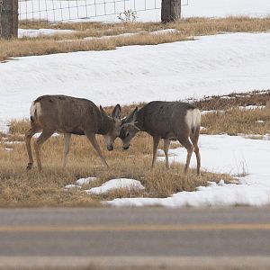 Deer_XC059986_12-05-2019-001