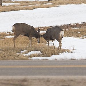 Deer_XC059987_12-05-2019-001