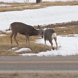 Deer_XC059988_12-05-2019-001
