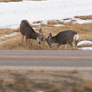 Deer_XC059992_12-05-2019-001