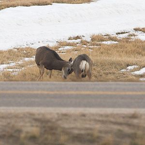 Deer_XC059995_12-05-2019-001