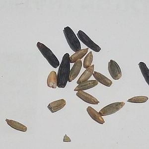 Rye seeds with Ergot?
