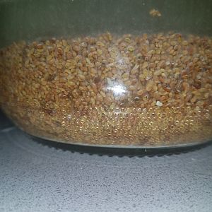This is how Alfalfa seeds should look like! - Soaking…