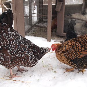 HA301520 Speckles & Wyan Kissing SHARP