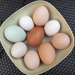 VS089887 Honkers 1st Egg Center ADJ SMALL