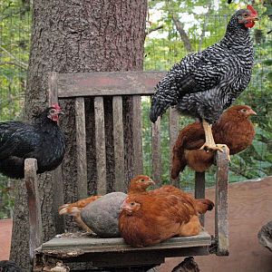 VS089982 Chickens On Chair ADJ