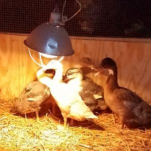 Five skiddish ducknagers
