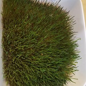 Rye Fodder after 2 weeks, ready to be fed