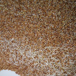 Alfalfa sprouts after 9 (!) days