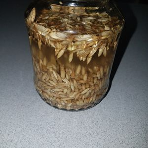 Another trial with Oats in a sprouting glass