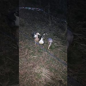 Rescue DuckNagers, first steps outside