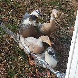 First Morning outside