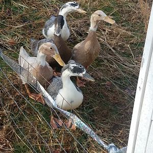 First Morning outside
