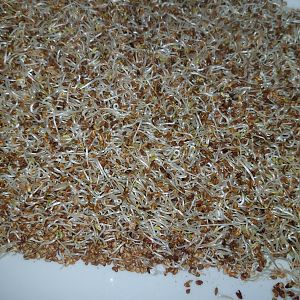 Alfalfa Sprouts, 10 Days