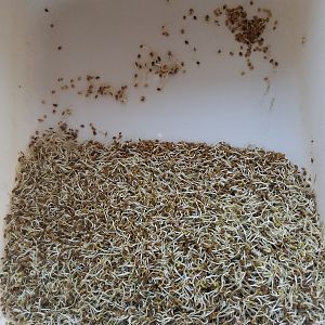 Alfalfa Sprouts, 10 Days