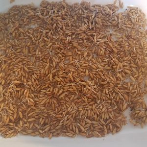 Oat sprouts, soaked for two hours, after four days