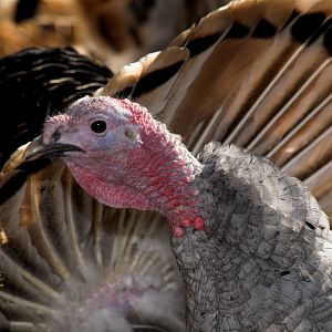 Tri-color_mottled_slate_XC240061_12-24-2019-001