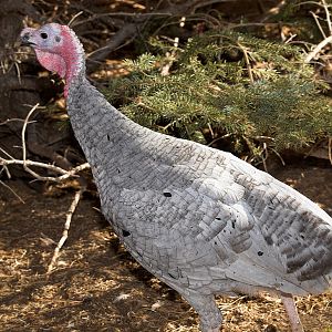 Tri-color_mottled_slate_XC240063_12-24-2019-001