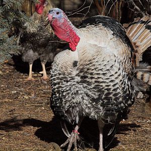 Sweetgrass_tom_XC240046_12-24-2019-001