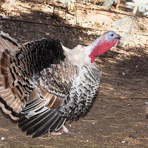 Sweetgrass_tom_XC240068_12-24-2019-001