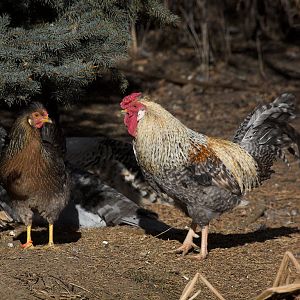 Rose_comb_legbar_XC240042_12-24-2019-001