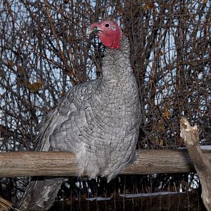 Tri-color_mottled_slate_XC260069_12-26-2019-001