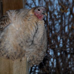 Sweetgrass_hen_XC260075_12-26-2019-001