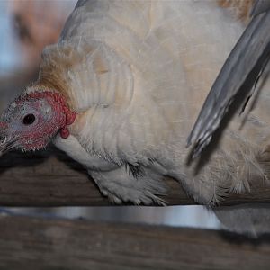 Sweetgrass_hen_XC260078_12-26-2019-001