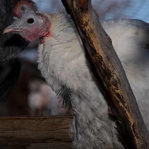 Sweetgrass_hen_XC260079_12-26-2019-001