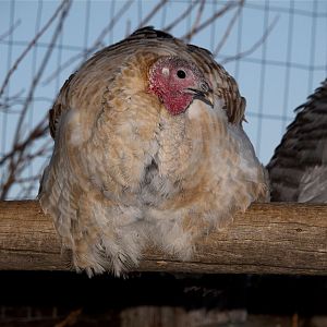Sweetgrass_hen_XC260083_12-26-2019-001