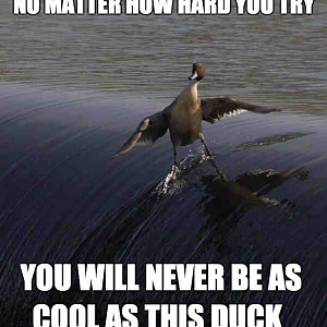 CoolDuck