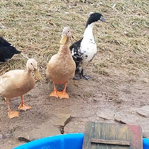 Pommes Duck watching me