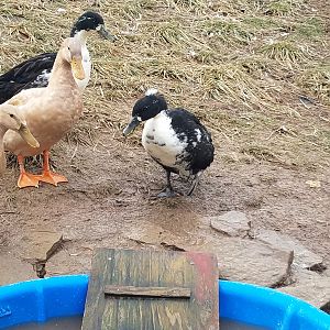 Pommes Duck walking to the pool