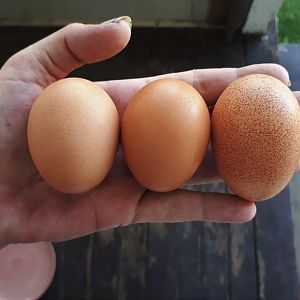 Barnevelder eggs