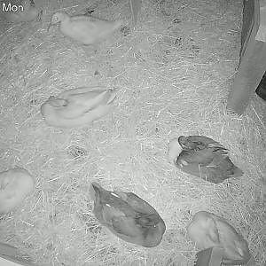 All Duckies are sleeping, except Blanca Duck of course…