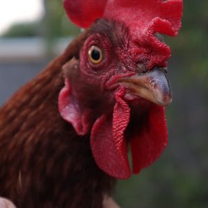Chicken Elizabeth (Rhode Island Red)