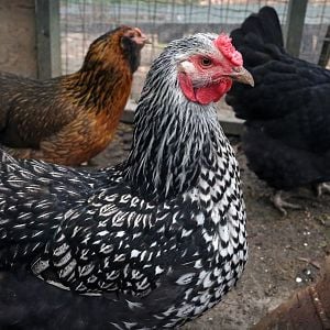 Lacey, the Silver-Laced Wyandotte